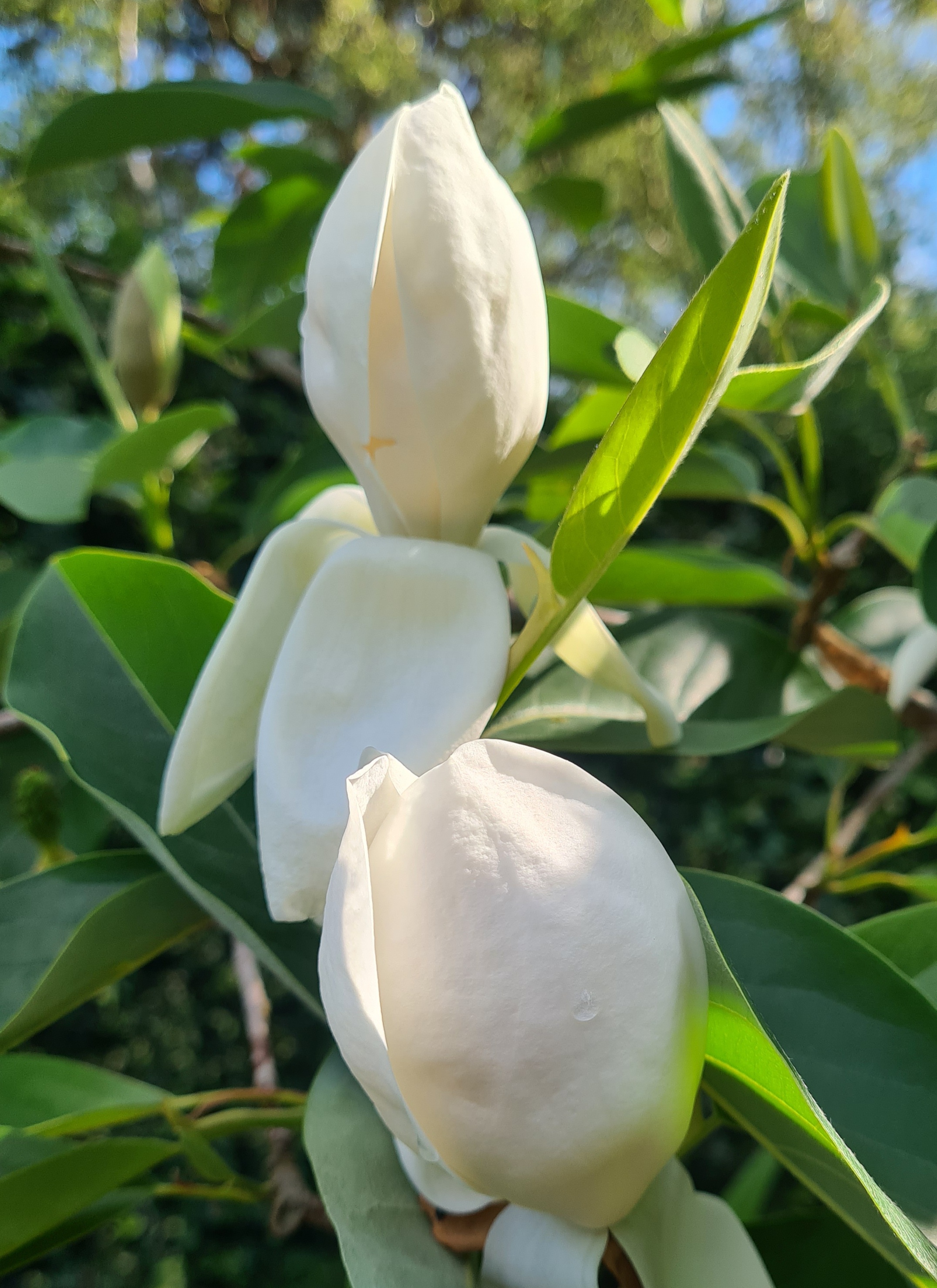 M. 'Porcelain Dove'